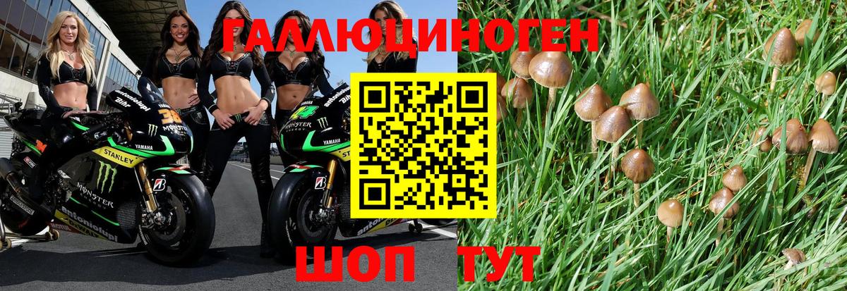 Чистополь  Псилоцибиновые грибы Psilocybine cubensis  Вход с VPN 